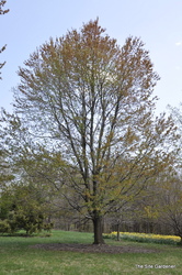 Acer rubrum 'October Glory' — photo 4